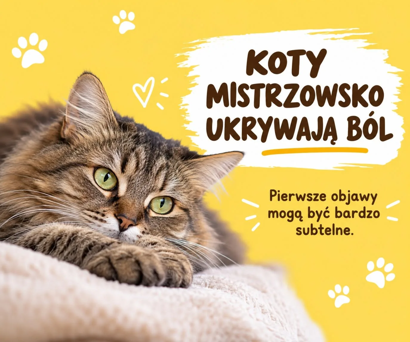Koty mistrzowsko ukrywają ból