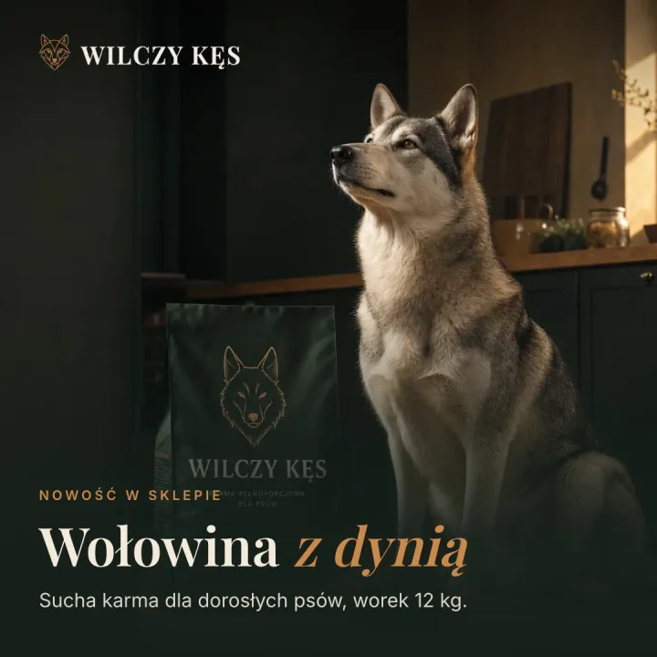 Przykładowa grafika sklepu Wilczy Kęs: nowa karma Wołowina z dynią